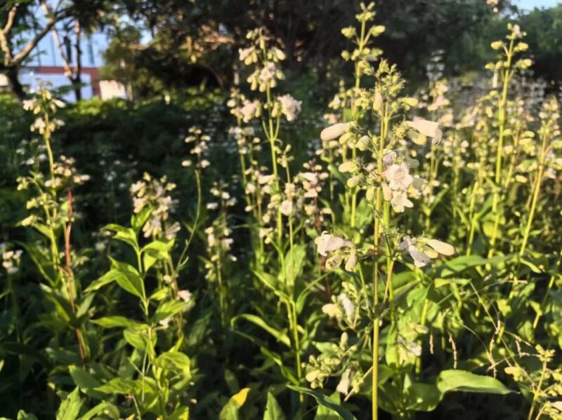 中药材GAP管理系统：打造绿色健康的医药供应链